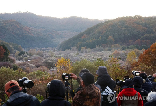 전국 곳곳에 추위가 이어진 지난달 22일 오전 강원 인제군 남면 갑둔리 일명 '비밀의 정원'에서 사진가들이 서리 비경을 찍고 있다. 연합뉴스